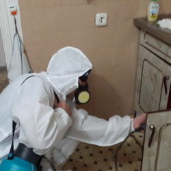 Дезинфекция от муравьев в квартире в Сафоново